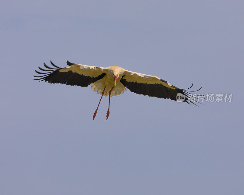 白鹳，Ciconia Ciconia，即将登陆:Coto Doñana，西班牙